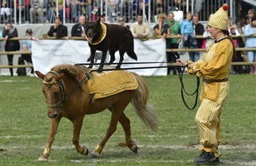 Store Hestedag med hund + DM i agility