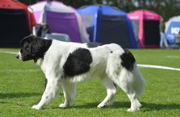 &Aring;rets landseer er Virus