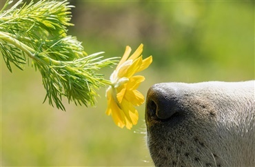 Kan min hund f&aring; allergi?