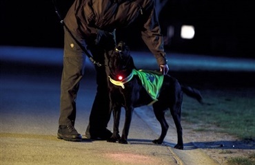 Hunde har ikke forstand på trafik!