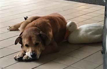 Sørgende hund opmuntres af and