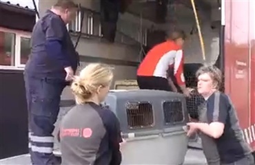 91 vanrøgtede hunde: Retssagen udskudt på ubestemt tid