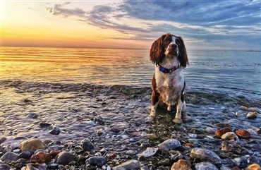 Fotokonkurrence i Magasinet HUNDEN