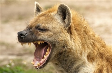 Hunde og hyæner er ikke i familie – alligevel har de sammenfaldende træk