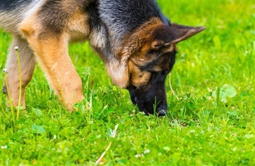 Politiet tr&aelig;ner hunde til efters&oslash;gninger i vand