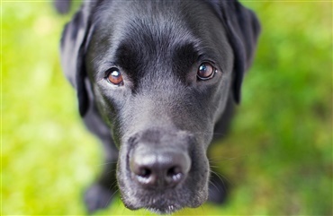 USA: Labrador mest popul&aelig;r igen igen