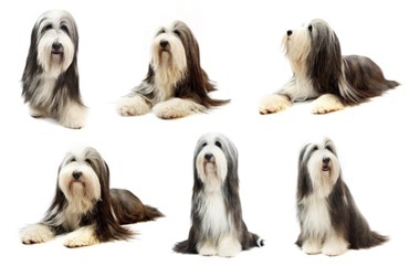 Fredagsquiz: Hvad ved du om bearded collie