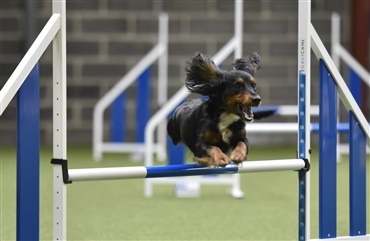 European Open i Agility kommer til Danmark