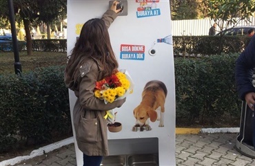 I Istanbul hjælper de gadehunde