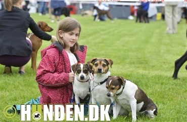 Fredagsquiz: Hvad ved du om dansk-svensk g&aring;rdhund