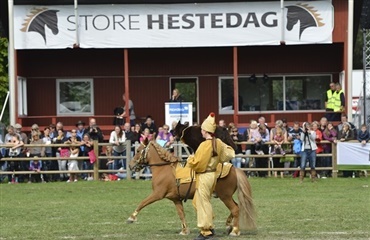 Masser af hunde på Store Hestedag