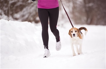 Er hunden din nye l&oslash;bemakker?