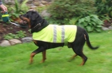 Sikkerhedsvest til hunden