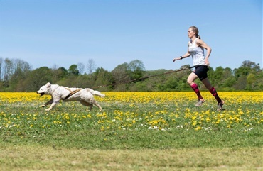 BLOG: L&oslash;b med hunden? - er det mon noget for os?