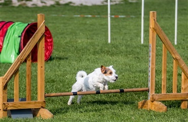 BLOG: Max - en s&aelig;rlig hund