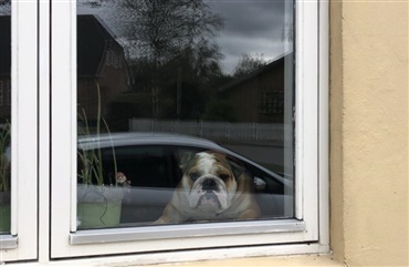 Jysk dyrehelt! Hunden Churchill reddede nabo efter motorcykeluheld