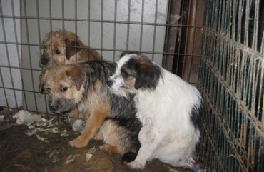 Dyrenes Beskyttelse ans&aelig;tter efterforsker i kamp mod ulovlig hundehandel