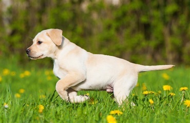 Nyt fors&oslash;g p&aring; hundetyveri i det midtjyske