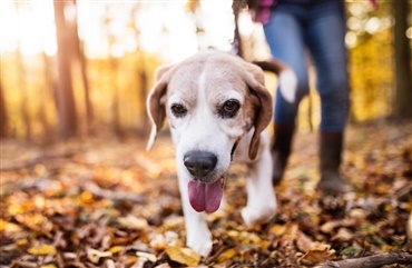 Monopol international Jane Austen Hjælp en ulykkelig hundeejer - Hunden.dk