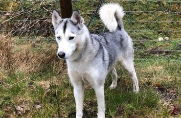 Siberian husky savner sin ejer