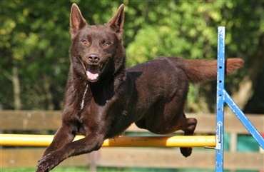 Kelpie er verdens dyreste hund