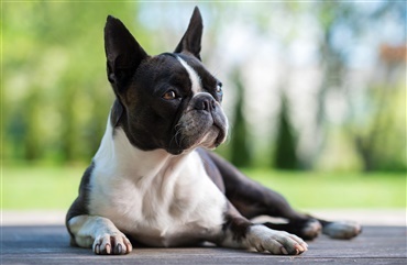 Sommerquiz: Boston terrier