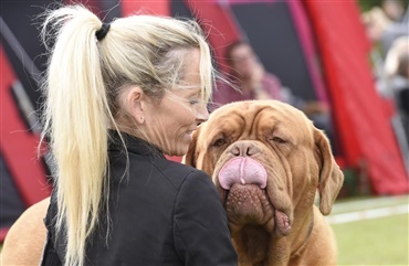 Fredagsquiz: Hvad ved du om dogue de Bordeaux