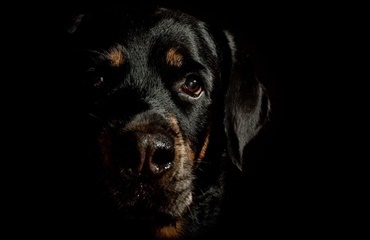 To hunde skudt