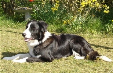 Border collie forsvundet på 3. måned