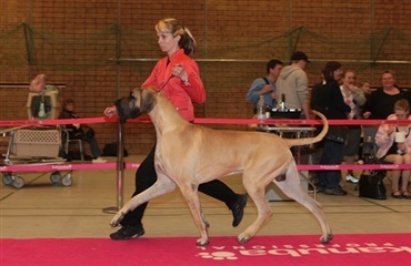 Blaaholms Joker blev Best in Show