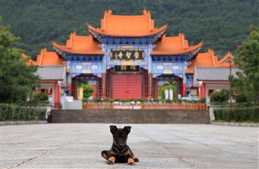 Kinesisk storby vil forbyde hundek&oslash;d