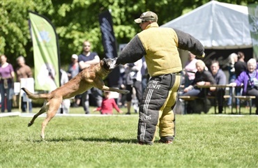 Hundedage: Action, sk&oslash;nhed, grin og solskin