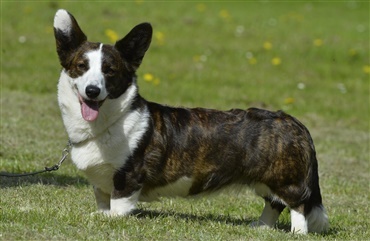 Fredagsquiz: Hvad ved du om welsh corgi cardigan