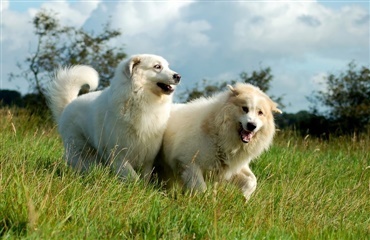 Hunde holder ulven fra grisene