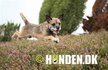 Fredagsquiz: Hvad ved du om borderterrier