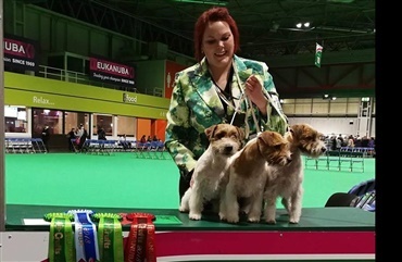 Dansk veteran tog Crufts med storm