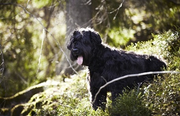 Risiko for hugormebid for hunde og katte