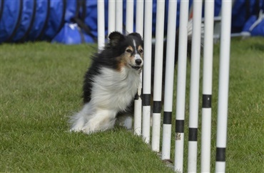 S&aring;dan p&aring;virker de nye retningslinjer hundesporten