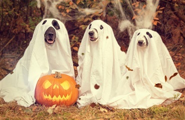 Halloween p&aring; hundens betingelser