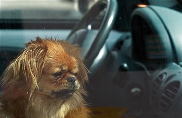 50% flere hunde efterlades i sommervarme biler
