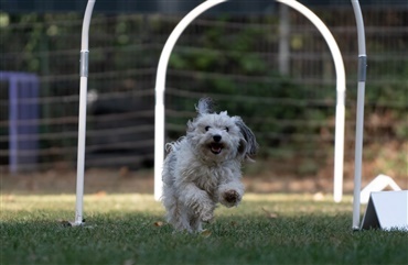 Masser af hundesport p&aring; Store Hestedag 