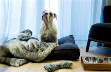 Nyt norsk luksushotel fokuserer på hunde
