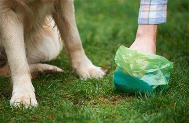 Krudt Ooze stil Sådan hjælper du din hund mod forstoppelse - Hunden.dk