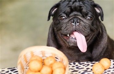 M&aring; min hund spise kartofler?