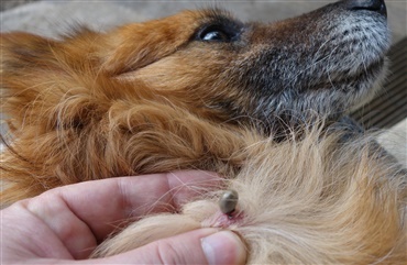 Hunde og den dødelige Hunden.dk