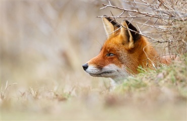 Voldsomt udbrud af hundesyge blandt ræve