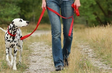  Hvor langt skal du g&aring; med hunden?