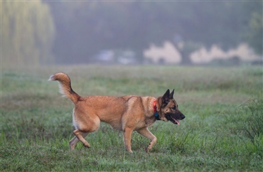 En dyr tur med hunden