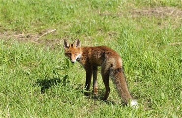 Hundesyge i Nordjylland