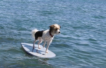 Hundesurfing i Californien